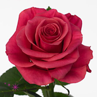 Freshy Rosa Tacazzi