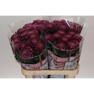 Freshy Chrysant deco Bigoudi Purple