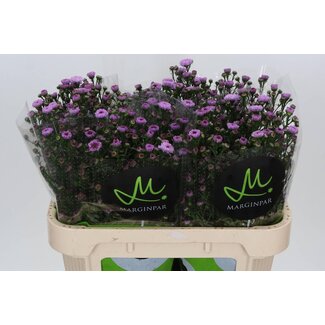 Freshy Aster Double Da Pink