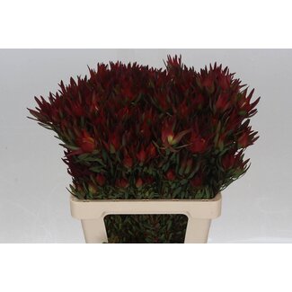 Freshy Leucadendron Sal Blush Vertakt