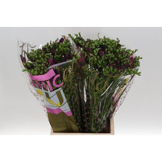 Freshy Freesia dubbel Purple King
