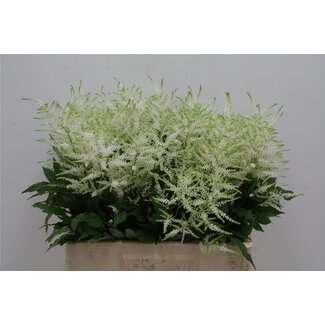 Freshy Astilbe Ja Whasingthon Kok