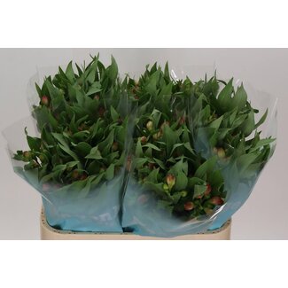 Freshy Alstroemeria Rome