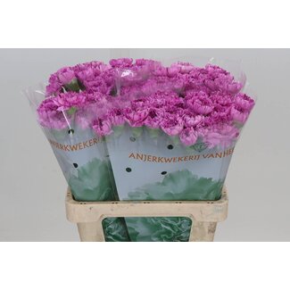 Freshy Anjer Hollands Yukari Scuro