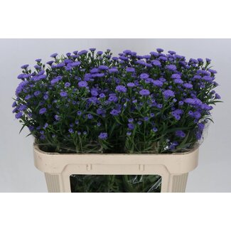 Freshy Aster Nb Astee Milka