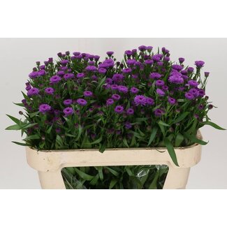 Freshy Aster Astee Karmijn
