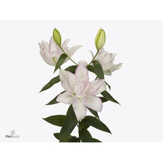 Freshy Lelie Oriental Du Aqua Rl Anouska