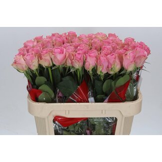 Freshy Rosa Wham
