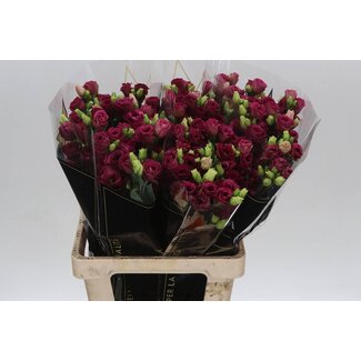 Freshy Eustoma G Arosa Red Ita
