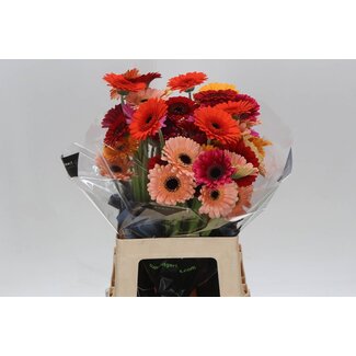 Freshy Germini * 65 Cm Gemengd x20