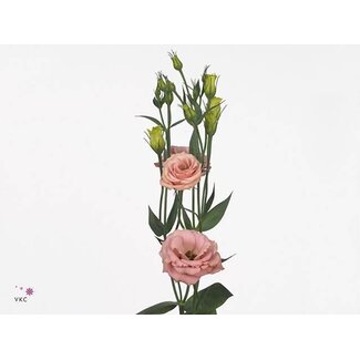 Freshy Eustoma G Rosita Apricot Ita