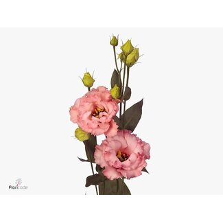 Freshy Eustoma G Corelli Apricot Ita