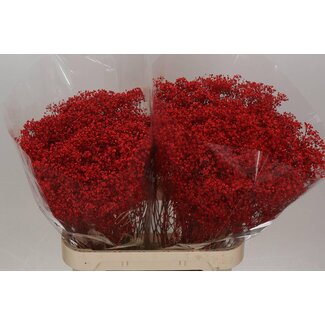Freshy Gyps Kleurbehandeld Million Rood