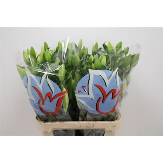 Freshy Lelie Oriental Aqua Dutch Mountain