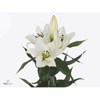 Freshy Lelie Oriental Aqua Chablis