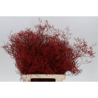 Freshy Limonium Beltaard Kleurbehandeld Rood