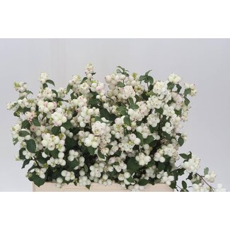 Freshy Symphoricarpos Mag Magnificen
