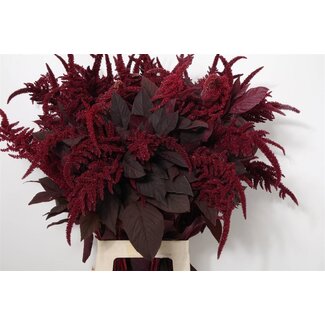 Freshy Amaranthus Cr Velvet