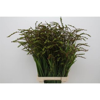 Freshy Crocosmia Bes Overig