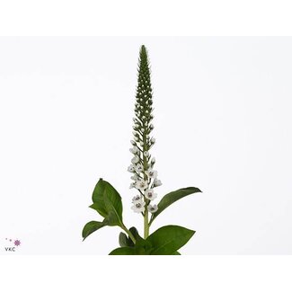 Freshy Lysimachia Elisabeth