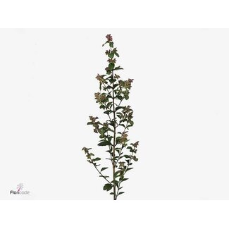 Freshy Symphoricarpos Mag Temptation