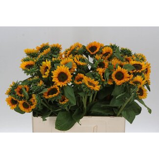 Freshy Helianthus Sonja