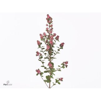 Freshy Symphoricarpos Mag Ruby Cascade