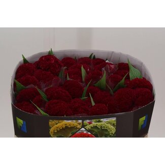 Freshy Celosia C Reprise Velvet