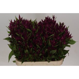 Freshy Celosia Celway Purple