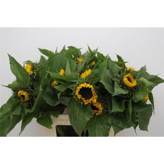 Freshy Helianthus Sunrich Orange