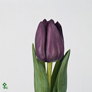 Freshy Tulp enkel Saigon