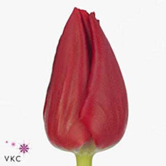 Freshy Tulp enkel Curry