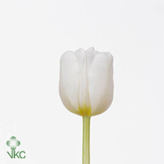 Freshy Tulp enkel Antarctica