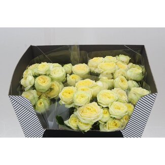 Freshy R tros Lemon Trendsetter Voorn