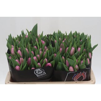 Freshy Tulp enkel Sirikit