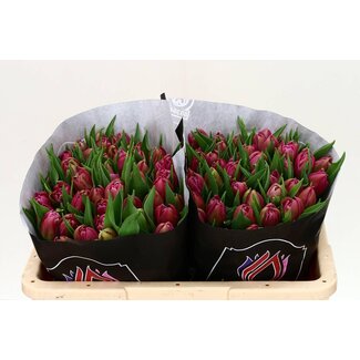 Freshy Tulp dubbel Double Princess