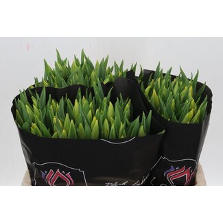 Freshy Tulp enkel Strong Gold
