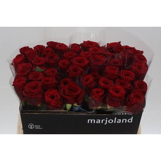 Freshy Rosa Red Naomi X L