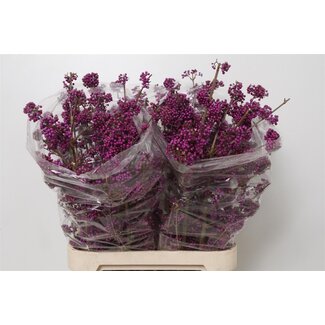 Freshy Callicarpa Bod Profu Bio