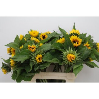 Freshy Helianthus An Ziggy Bio