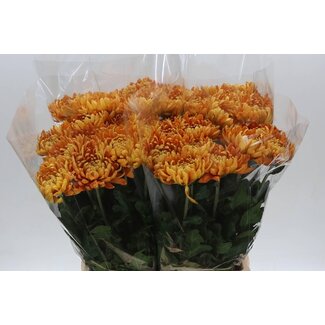 Freshy Chrysant deco Astro L65