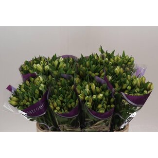 Freshy Alstroemeria White Swan