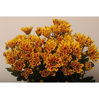 Freshy Chrysant T Kastelli