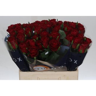 Freshy Rosa Madam Red