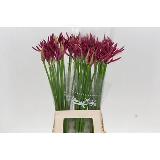 Freshy Nerine Bo Mister Nick