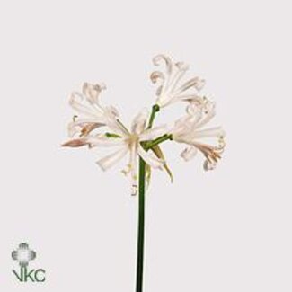 Freshy Nerine Bo Stefanie