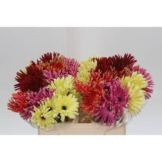 Freshy Gerbera * Pastini Gemengd Fs x25