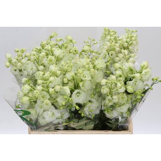 Freshy Delphinium El Centurion White