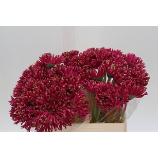 Freshy Gerbera * Pastini Andria x25