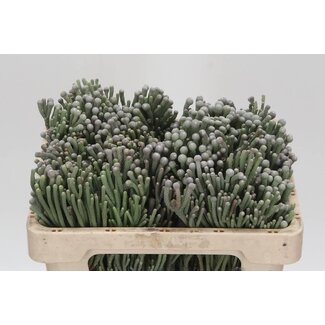 Freshy Brunia Laevis